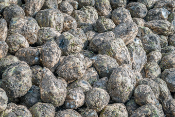 Recently harvested sugar beets from nearby