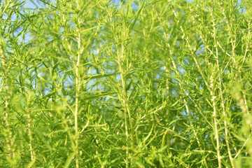 Closeup nature view of dark green leaves, natural dark green plants using as a background or wallpaper.