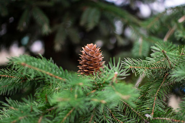 Closeup fir cone on a cloudy autumn day