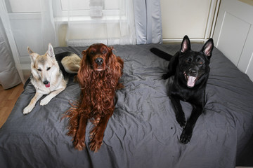 Calm dogs guarding bed of master at home