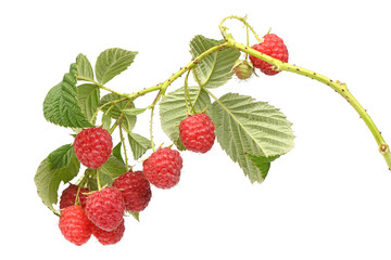 Raspberry twig with leaves