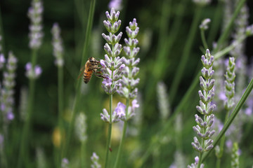 Biene saugt Nektar am Lavendel