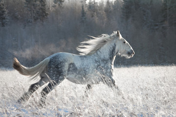 Obraz na płótnie Canvas Beautiful grey black shire stallion running in winter