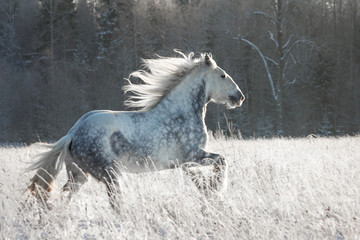 Obraz na płótnie Canvas Beautiful grey black shire stallion running in winter