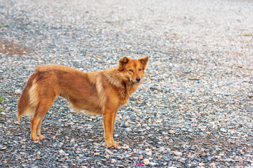 portrait of a red Dog