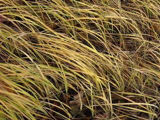 autumn yellow rare grass bends in the wind