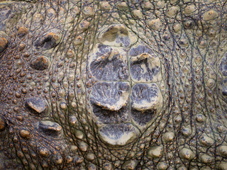 Crocodile skin texture.