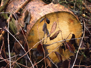 cut down wet branches and logs in autumn