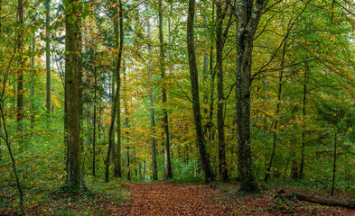 Bosque otoñal