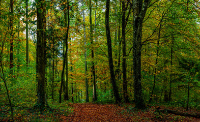 Fototapeta premium Bosque otoñal