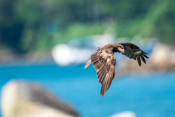 Black Kite in Sai Kung Pier, Hong Kong (Formal Name: Milvus mingrans)