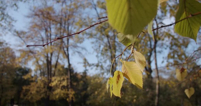 Beautiful Girl Walking in Autumn Prak