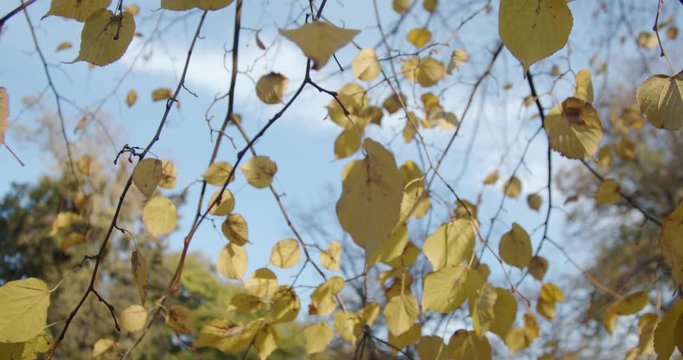 Beautiful Girl Walking in Autumn Prak