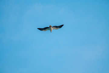 Haliaeetus leucogaster flying in the sky in Hong Kong