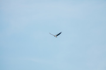 Haliaeetus leucogaster flying in the sky in Hong Kong