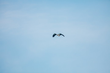 Fototapeta na wymiar Haliaeetus leucogaster flying in the sky in Hong Kong