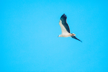 Haliaeetus leucogaster flying in the sky in Hong Kong