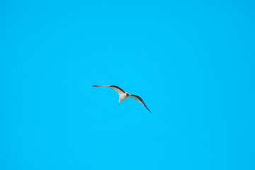 Obraz premium Haliaeetus leucogaster flying in the sky in Hong Kong