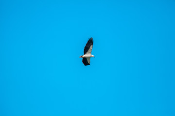 Haliaeetus leucogaster flying in the sky in Hong Kong