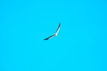 Haliaeetus leucogaster flying in the sky in Hong Kong