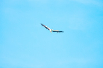 Haliaeetus leucogaster flying in the sky in Hong Kong