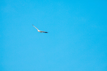 Haliaeetus leucogaster flying in the sky in Hong Kong