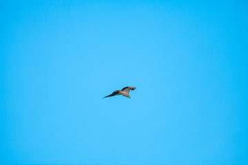 Haliaeetus leucogaster flying in the sky in Hong Kong