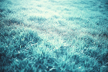 green grass background / abstract background, nature, fresh green vegetation, field