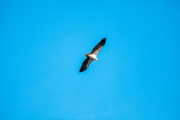 Haliaeetus leucogaster flying in the sky in Hong Kong