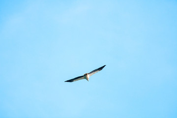 Haliaeetus leucogaster flying in the sky in Hong Kong