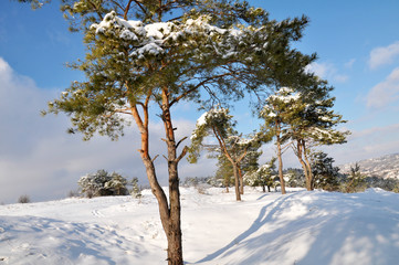Winter landscape with snow and trees