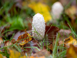 coprinus comatus stands on a meadow between autumnal foliage