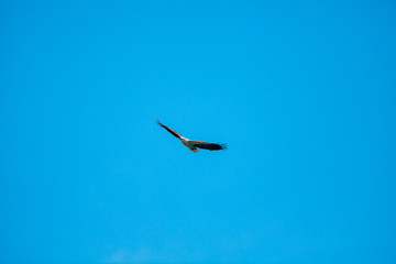 Haliaeetus leucogaster flying in the sky in Hong Kong