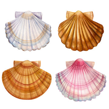 set of seashells on an isolated white background, watercolor illustration