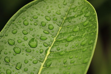 Fototapeta premium Close up shot of water drops in the green leafs on the garden, rain drops on the green leafs