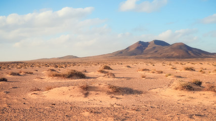 Désert et végétation aride. Paysage à Fuerteventura dans les îles canaries. Paysage de puerto...