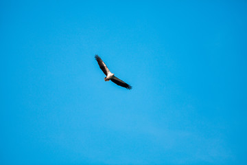 Haliaeetus leucogaster flying in the sky in Hong Kong