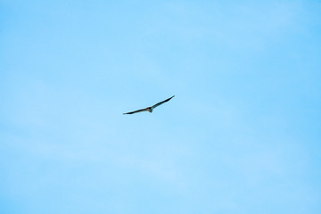 Haliaeetus leucogaster flying in the sky in Hong Kong