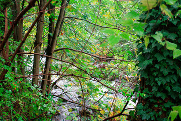 Cours d'eau dans une forêt 