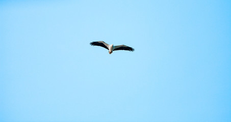 Haliaeetus leucogaster flying in the sky in Hong Kong