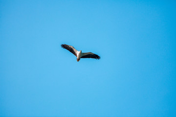 Haliaeetus leucogaster flying in the sky in Hong Kong