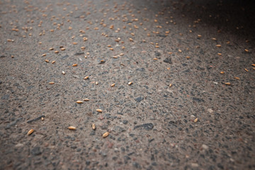 grain scattered on the asphalt, signs for happiness