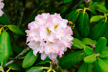 A colorful shrub of Hybrid Rhododendron Yellow Sylphides with bee. Deciduous Azaleas variety White...