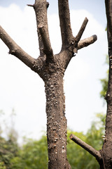 The mango tree was cut because death due the bugs pests.