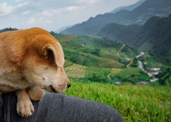 Dog looking at nature