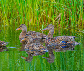 Mallard duck-family, on Clackamas Lake.