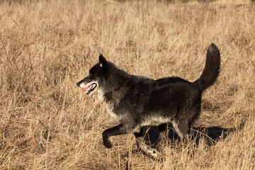 Fototapeta premium A north american wolf (Canis lupus) staying in the dry grass in front of the forest. Calm, black and big north american wolf male.