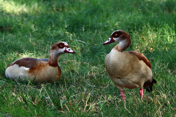 A couple of Egyptian geese (Alopochen aegyptiaca) on the grass in a park.