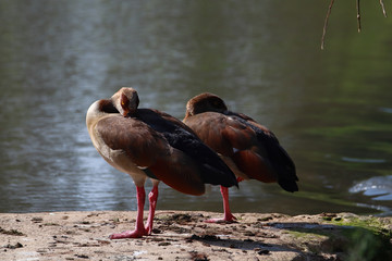 A couple of Egyptian geese (Alopochen aegyptiaca) napping on the bank of a stream