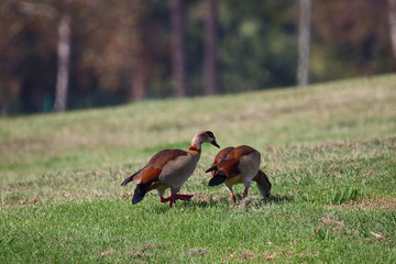 A couple of Egyptian geese (Alopochen aegyptiaca) on the grass in a park.